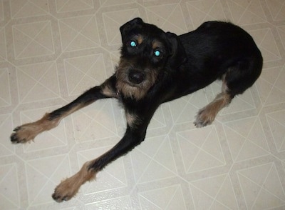 View from the top looking down at the dog - A wiry looking, black with tan Doberman Pinscher/Schnauzer/Shetland Sheepdog mix is laying on a tan tiled floor looking up.