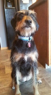 View from the front - A wiry looking, black with tan large dog is sitting next to a kitchen island looking up.