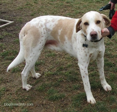 A white with tan ticked Mally Foxhound is standing on grass and it is looking forward. There is a person with there hand on the dogs chin.