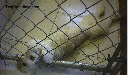 View from the top looking down - A white Miniature Poodle dog is laying on a tiled floor. It is stretched out with its head pushing into a chain link fence inside of a pen with its front paws under the fence.