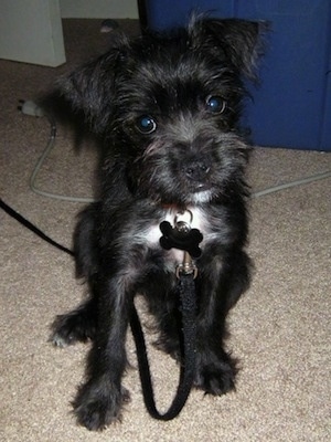 A black with white Miniboz dog is sitting on a tan carpet with its head slightly tilted to the left.