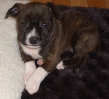 A brown brindle with white Miniboz puppy is laying on a brown and white dog bed looking up.