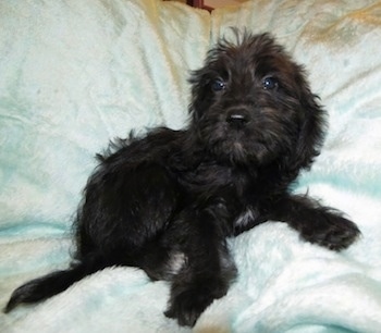 A small, wavy-coated, black with white Beagle/Labradoodle puppy is laying on a white dog bed looking up.