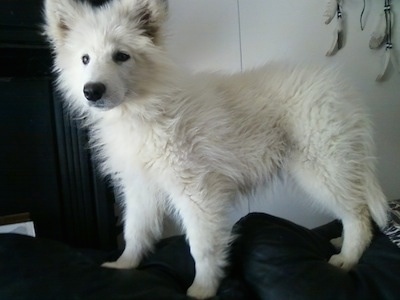 The left side of a white fluffy puppy named snow that is standing on the back black couch. It has a large black nose, perk ears and dark eyes.