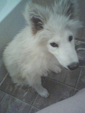 A white fluffy puppy named snow is sitting on a tiled floor and it is looking up. It has thick fur with a black noes and dark eyes.