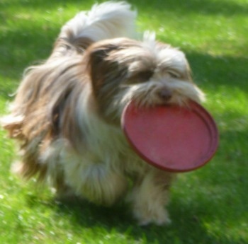 Marmot the Varmint the Lhasa apso/Maltese/Lab mix at 2 years old playing frisbee.