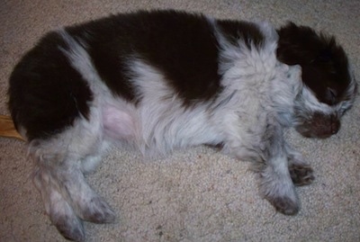 Marmot the Varmint the Lhasa apso/Maltese/Lab mix at 2 years old as a puppy.