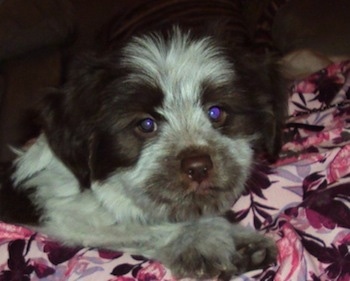 Marmot the Varmint the Lhasa apso/Maltese/Lab mix at 2 years old as a puppy.