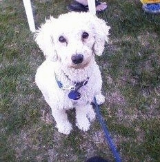 A small, curly-coated, white mixed breed dog is sitting in grass and looking up.