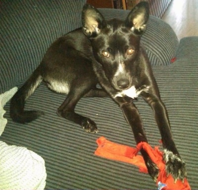 A black with white short-haired, perk-eared dog is laying on a black and gray striped couch and there is a red toy in-between its front paws.