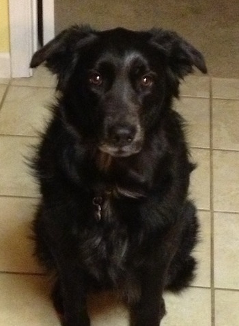A large black medium-haired dog is sitting on a tan tiled floor and looking up.