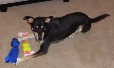 View from the top looking down at the dog - A black with tan Labrador Retriever/Siberian Husky/Shiba Inu mix is laying on a tan carpet and between its front paw is a rope toy and a blue toy.