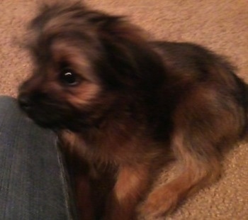 miniature pinscher mixed with shih tzu is 37 74 miniature pinscher 10 19 shih tzu and 10 19 lhasa apso breeds picture miniature pinscher mixed with shih tzu is 37 74 miniature pinscher 10 19 shih tzu and 10 19 lhasa apso breeds picture