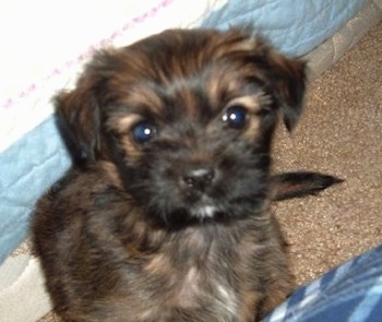 lhasa apso pomeranian mix puppies mixed breed pictures with bios 42 lhasa apso pomeranian mix puppies mixed breed pictures with bios 42