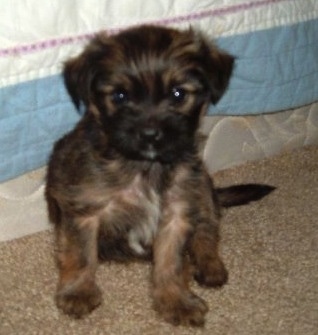 miniature pinscher mixed with shih tzu miniature pinscher shih tzu mix miniature pinscher mixed with shih tzu miniature pinscher shih tzu mix