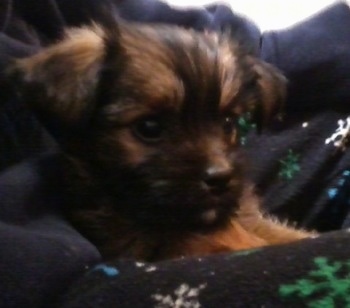 miniature pinscher mixed with shih tzu dna test breed testing miniature pinscher breeds picture miniature pinscher mixed with shih tzu dna test breed testing miniature pinscher breeds picture