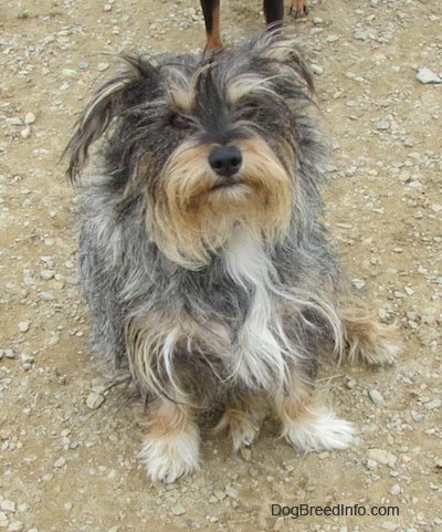 this is russel the shaggy mixed breed dog who hangs out at the dog ... this is russel the shaggy mixed breed dog who hangs out at the dog ...