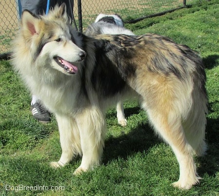 View from the side - A grey with tan and white Native American Indian Dog is standing in grass looking to the right. There is a chainlink fence, a person and another dog behind it.