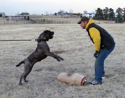 A black brindle Neapolitan Mastiff has a leash and collar on that holds it back, but it is trying to move forward, so the force holding it back and the dogs determination are making it stand on its hind legs to get to the man in jeans, yellow shirt, black vest and baseball cap who is standing in front of it. They are outside in a field of brown grass.