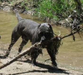 A black brindle Neapolitan Mastiff is standing on a bank next to a stream of water. It is pulling a large stick in its mouth.