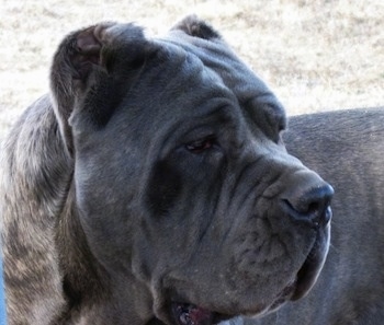Close up side view head shot - A black brindle Neapolitan Mastiff is standing outside in grass and looking to the right.