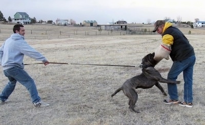 A man is pulling the leash of a black brindle Neapolitan Mastiff dog. The Mastiff is biting the arm of a man that is wearing a padded arm wrap.