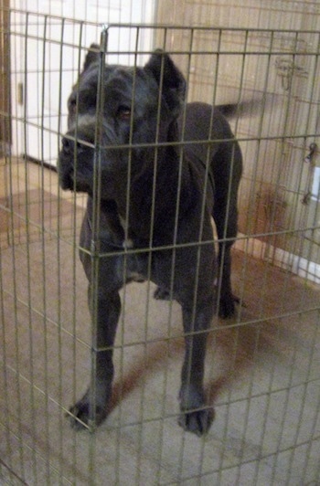 A gray with white Mastiff is standing in a x-pen fence shaped like an octagon inside of a house.