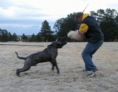 A black brindle with white Neapolitan Mastiff is attached to a leash and running towards a man holding a large pad.