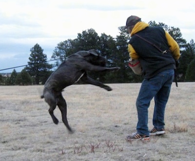 A black brindle with white Neapolitan Mastiff is attached to a leash and jumping at a man in a field holding a large pad.