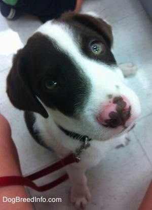 Close Up - Topdown view of a white with brown puppy that is sitting on a tiled with a leash on looking up.