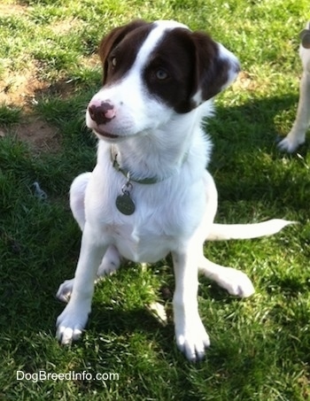 A white with brown puppy is sitting on grass with another dog in the background