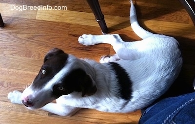 Top down view of a white with brown puppy that is laying across a hardwood floor and it is looking up.