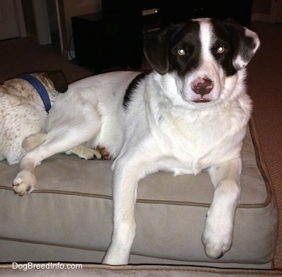 A white with brown puppy is laying on an ottoman and it is looking forward.