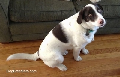 The right side of a white with brown puppy that is sitting on a hardwood floor next to a couch and it is looking up.