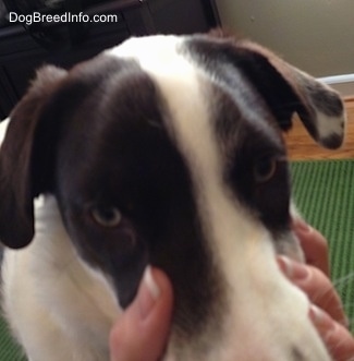 Close Up - A white with brown puppies face. A persons hand is on the Muzzle of the dog.