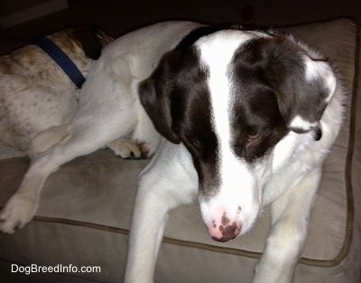 A white with brown puppy is laying on an ottoman and it is looking over the edge of it.