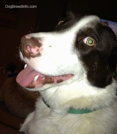 Close Up - The left side of the face of a white with brown puppy the puppy has its mouth open and tongue out