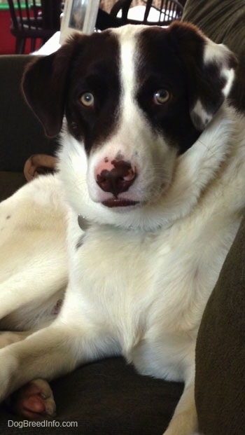 A white with brown puppy is laying on a couch and against the back of it.