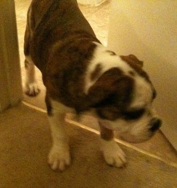 A brown brindle with white Olde English Bulldogge is walking through a doorway looking to the right.