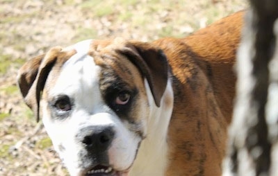 Close up head and upper body shot - A brown brindle with white Olde English Bulldogge is standing in grass. its mouth is slightly open and it is looking forward.