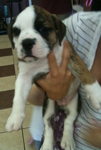 A brown brindle with white Olde English Bulldogge puppy is being held in the arms of a person.