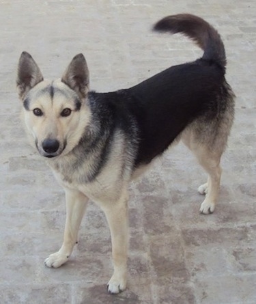 Front side view - A black and tan Pakistani Shepherd Dog is standing on a brick surface and it is looking forward. Its tail is wagging.