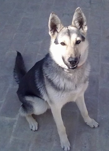 View from the front - A black and tan Pakistani Shepherd Dog is sitting on a brick surface and it is looking up. Its mouth is slightly open.