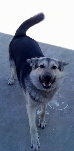 Front view - A black and tan Pakistani Shepherd Dog is walking down a brick surface and it is looking up. Its mouth is open and its tail is wagging.