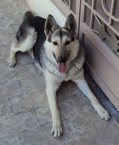 Front view - A black and tan Pakistani Shepherd Dog is laying on a tan brick surface next to a door outside. It is panting and looking up.