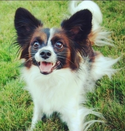 Close up front view - A playful looking, white with red and black Papillon is standing in grass looking up. Its mouth is open and it looks like it is smiling.