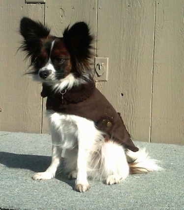 Front side view - A white with brown and black Papillon is wearing a brown jacket looking to the left sitting on a carpeted floor in front of a tan wood paneled wall.