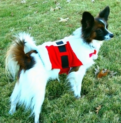 Side view - The left side of a white with brown and black Papillon wearing a red, white and black Santa jacket standing in grass looking to the right.