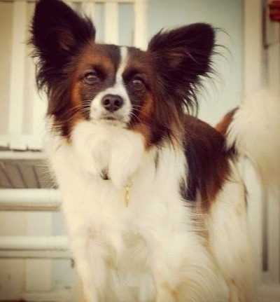 Close up front view - A white with brown and black Papillon standing on a step looking forward.