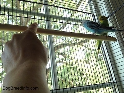 Two Parakeets are standing on a stick in a cage and a persons hand is touching the stick. They are looking out of a window.